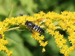 Image of Bicyrtes quadrifasciatus (Say 1824)