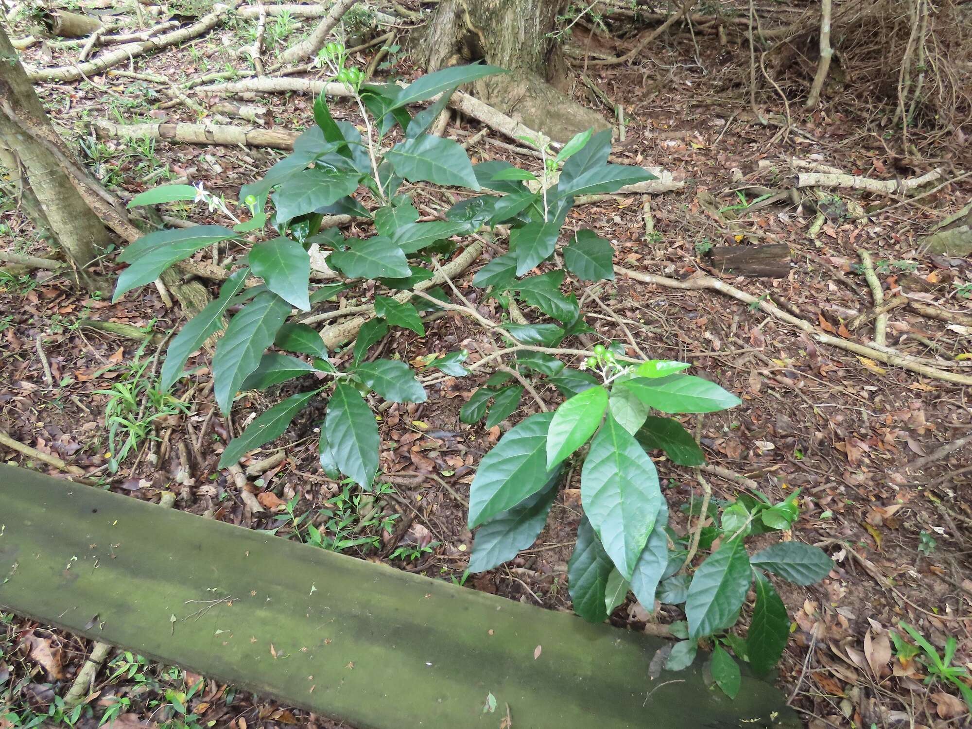 Image de Solanum goetzei Damm.