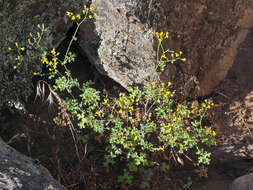 Imagem de Cineraria erosa (Thunb.) Harv.