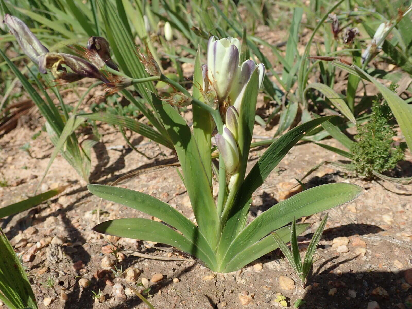 Image of Sparaxis grandiflora subsp. fimbriata (Lam.) Goldblatt