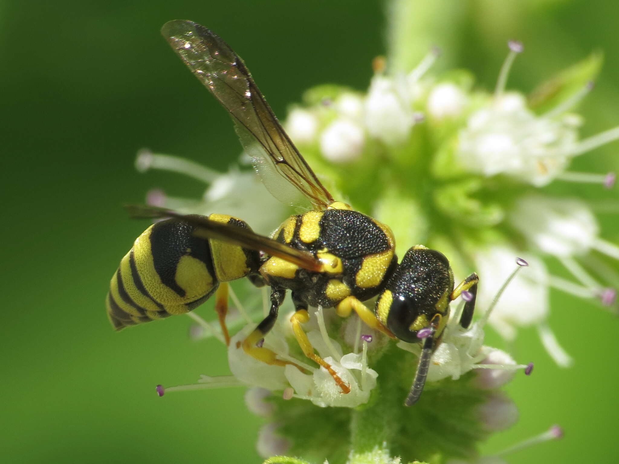 Image of Antepipona deflenda (S. Saunders 1853)