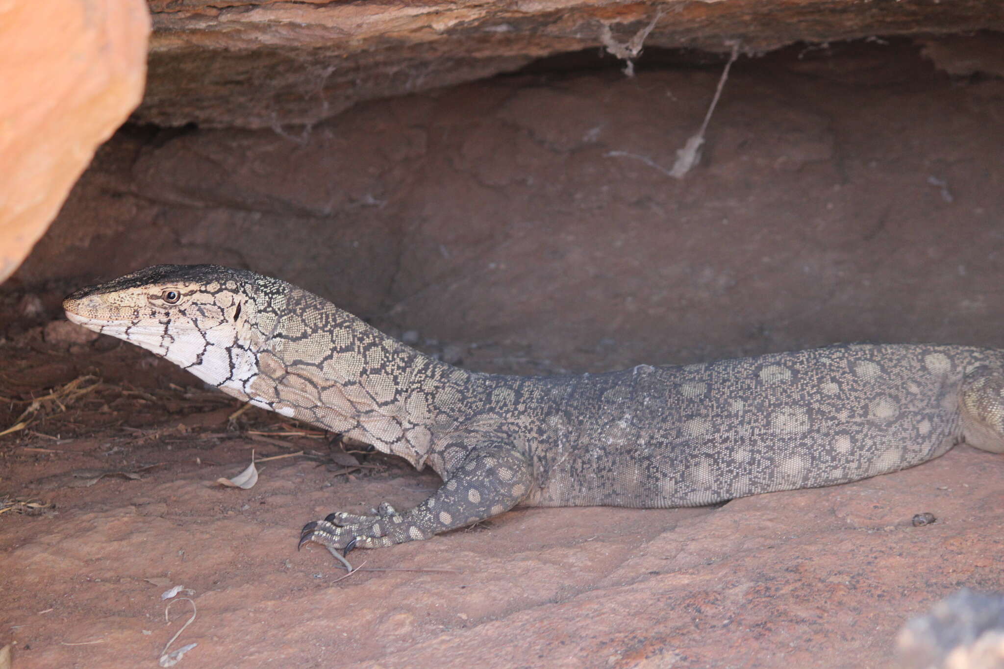 Image of Perentie