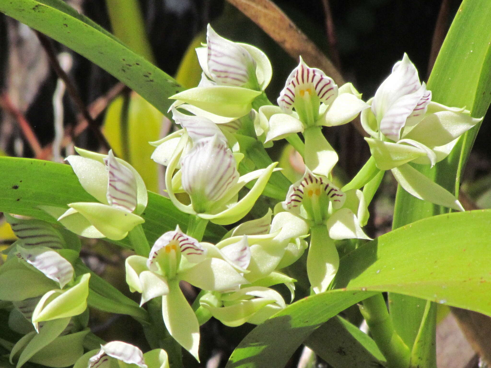 Image of Prosthechea chacaoensis (Rchb. fil.) W. E. Higgins