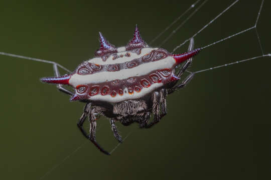 Image of Doria's Spiny Spider