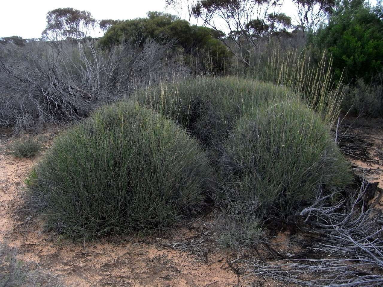 Plancia ëd Triodia scariosa N. T. Burb.