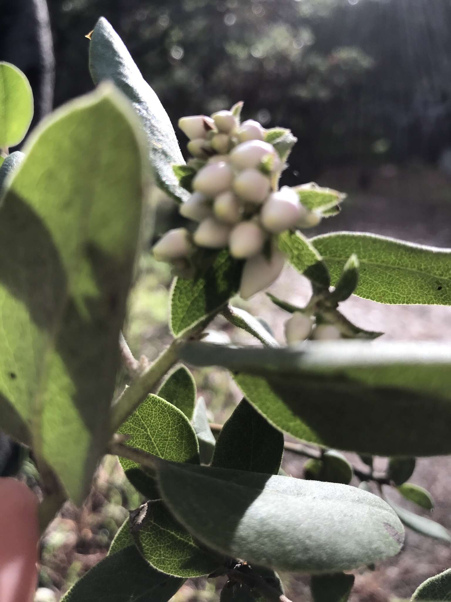 Image of woollyleaf manzanita