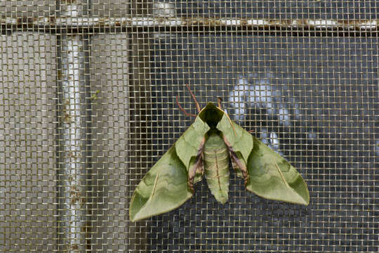 Image of Callambulyx tatarinovii formosana Clark 1935