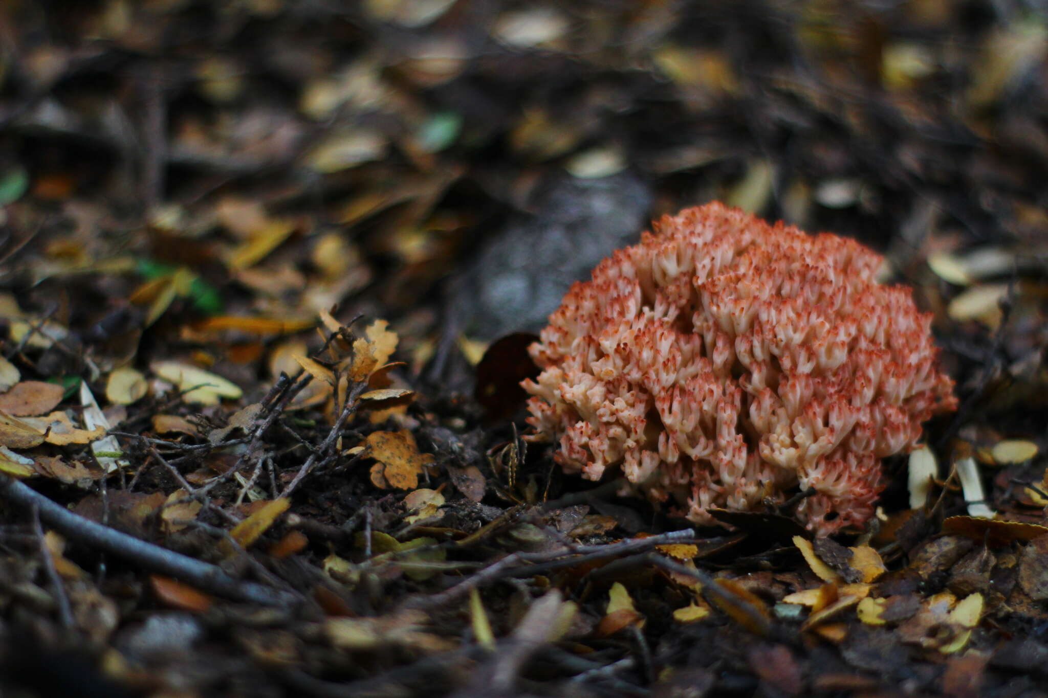 Image of Cauliflower coral