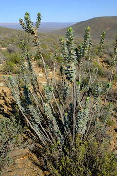 Image de Euryops lateriflorus (L. fil.) Less.