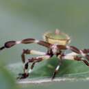 Image de Chariesterus gracilicornis Stål 1870