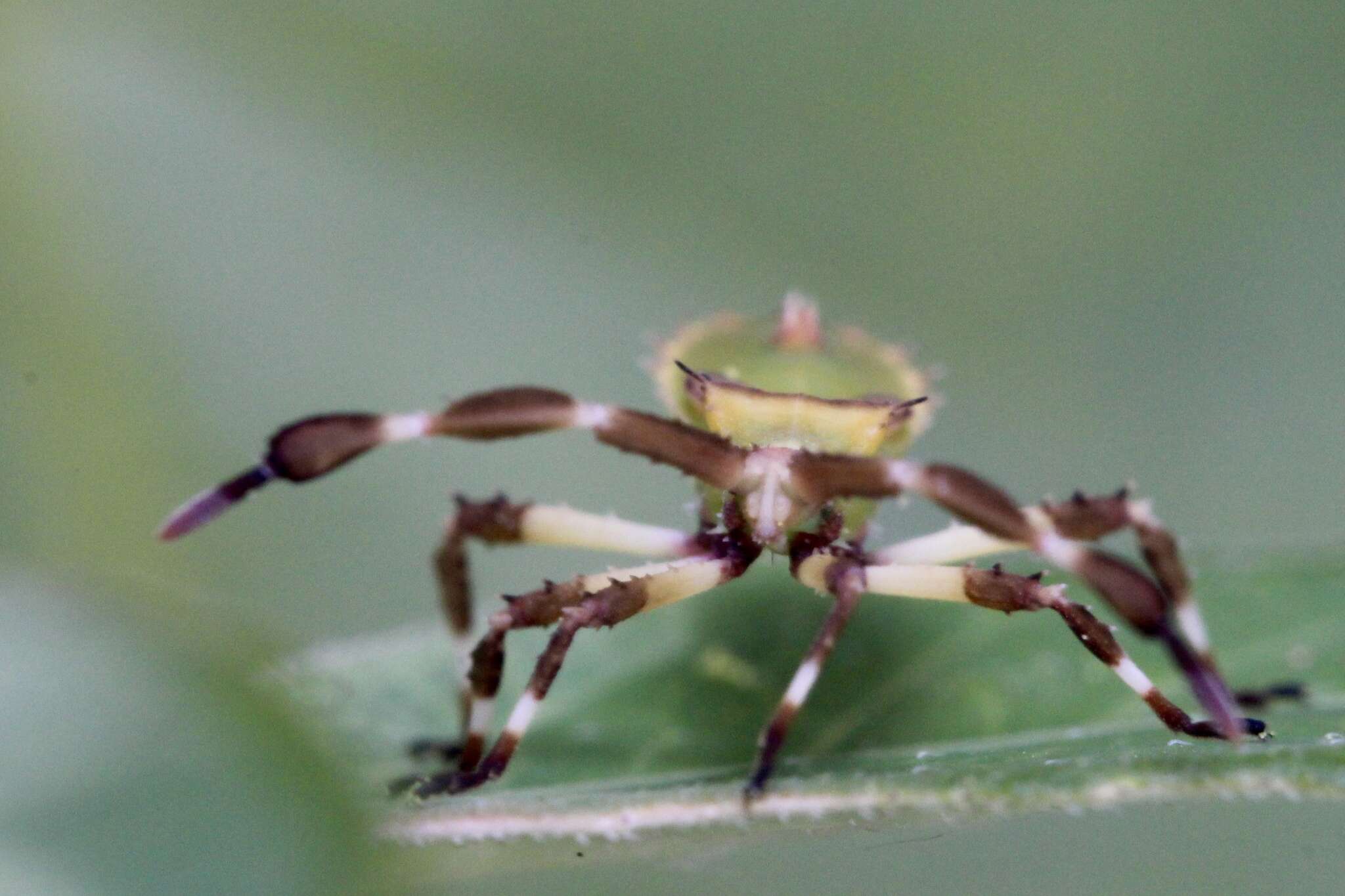 Image de Chariesterus gracilicornis Stål 1870