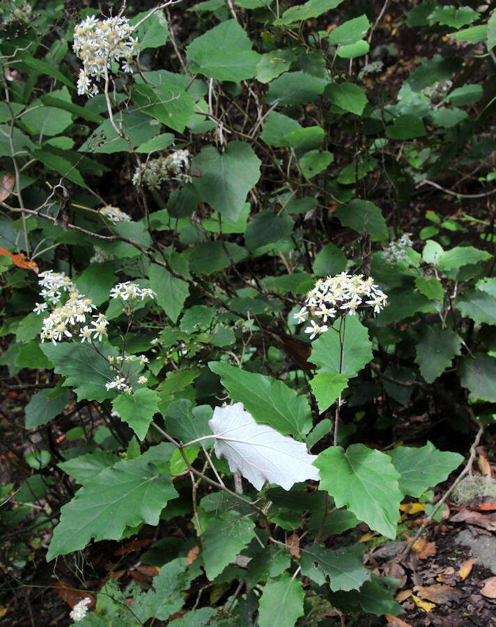 Image de Pericallis appendiculata (L. fil.) B. Nord.