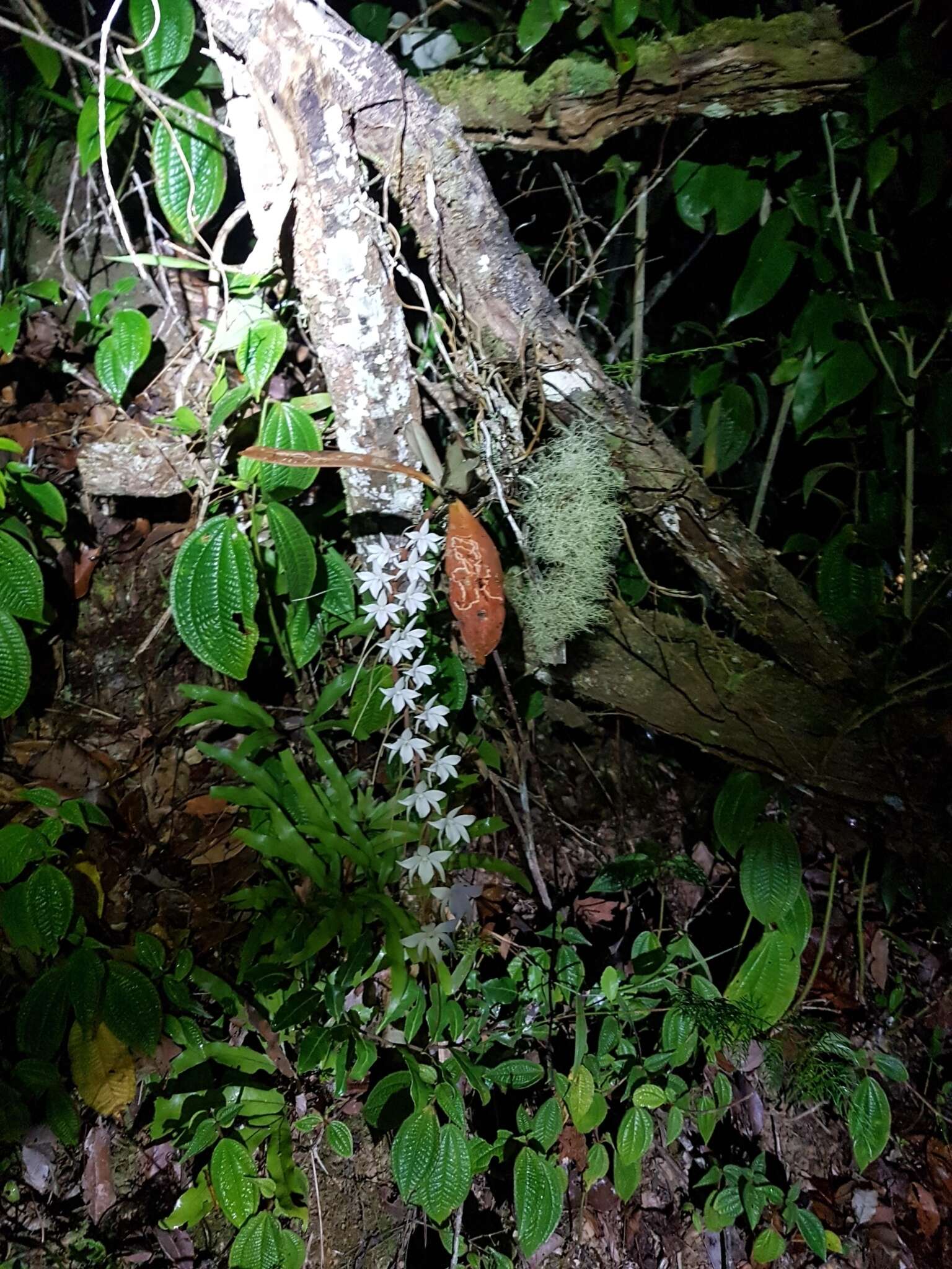 Image of Aerangis articulata (Rchb. fil.) Schltr.