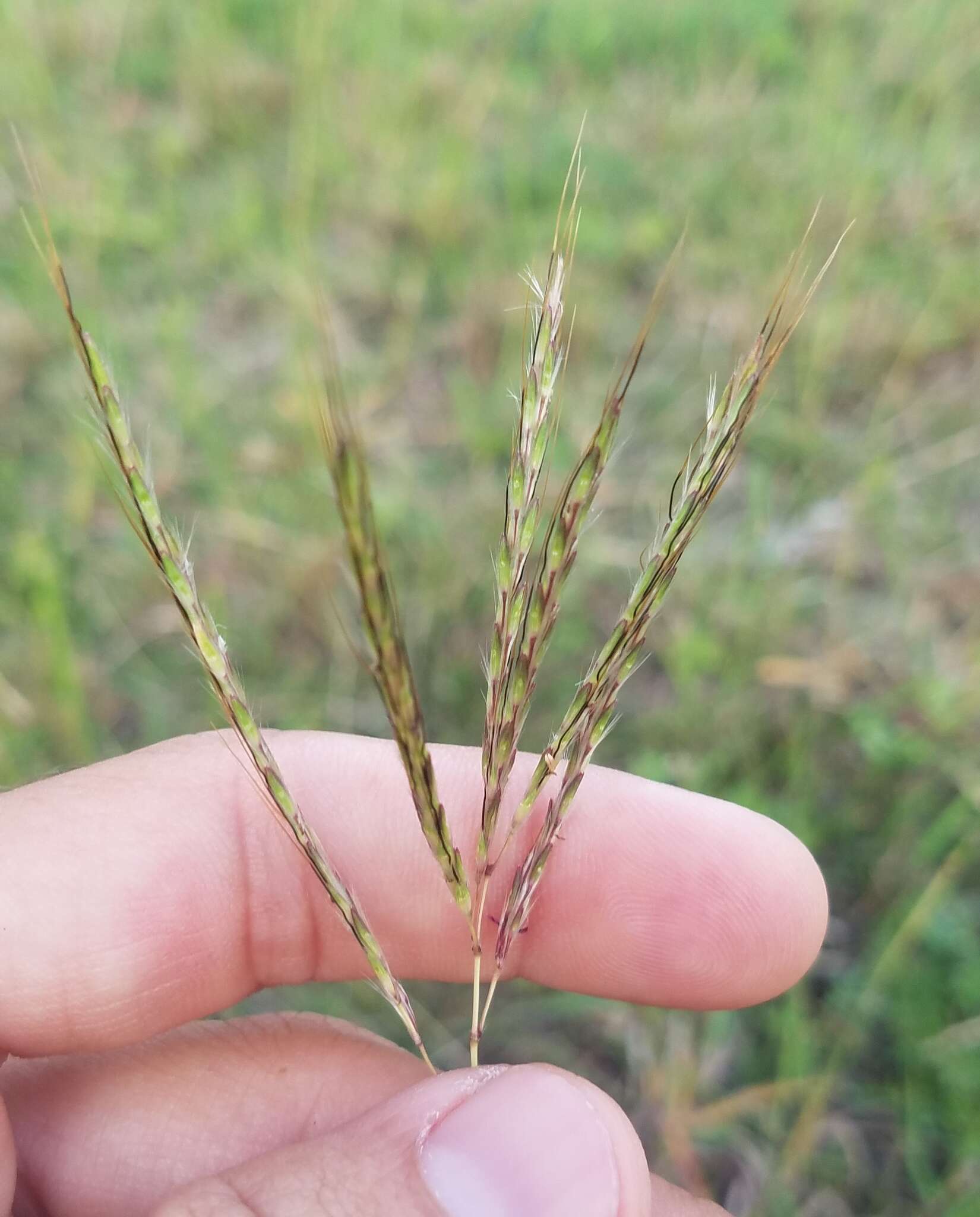 Image of pitted beardgrass