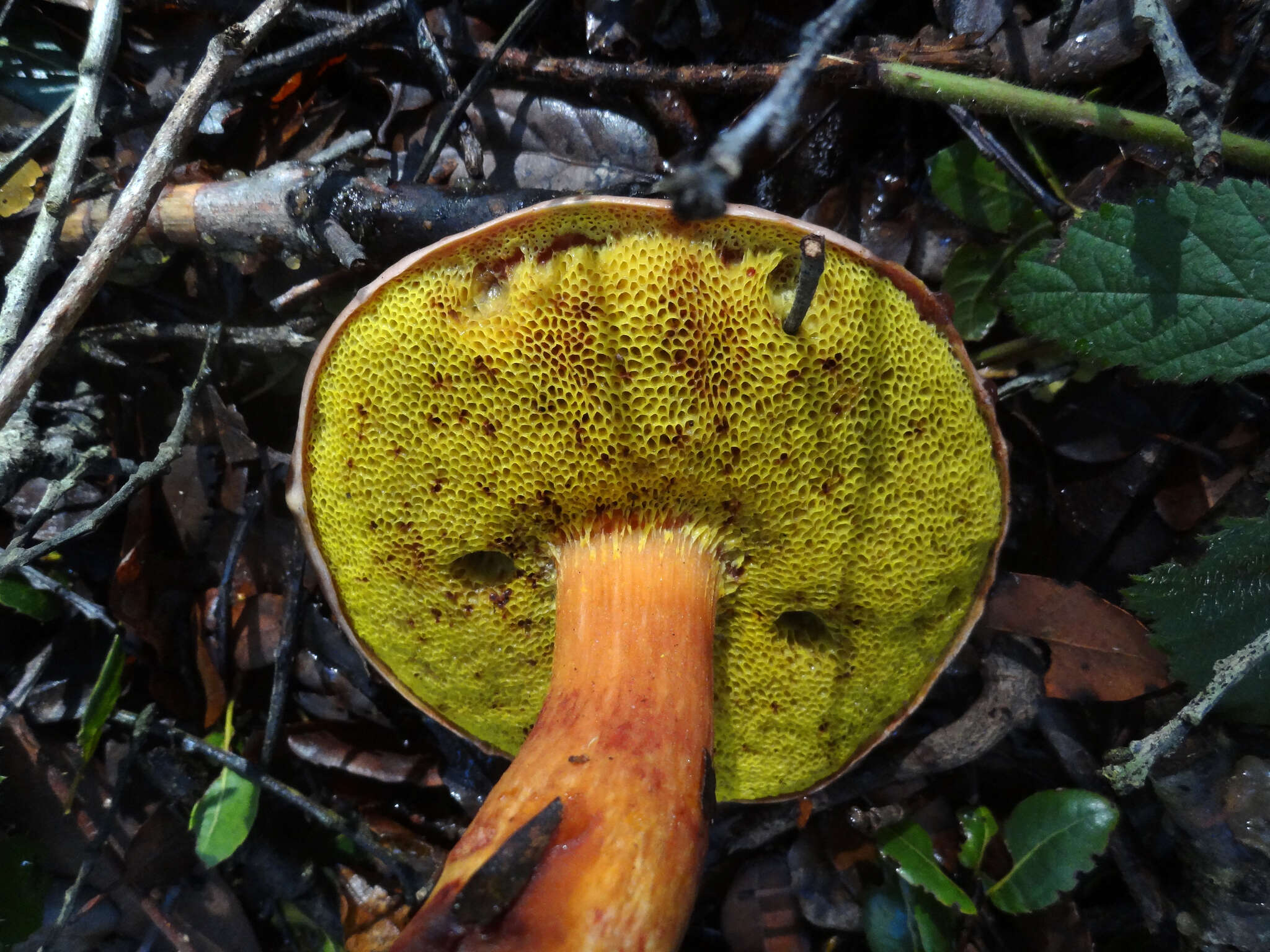 Image of Aureoboletus flaviporus (Earle) Klofac 2010