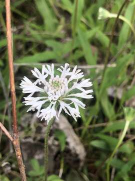 Marshallia obovata (Walt.) Beadle & F. E. Boynt.的圖片