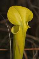 Image of Sarracenia flava var. rugelii (Shuttlew. ex DC.) Mast.