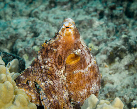 Image of Day octopus