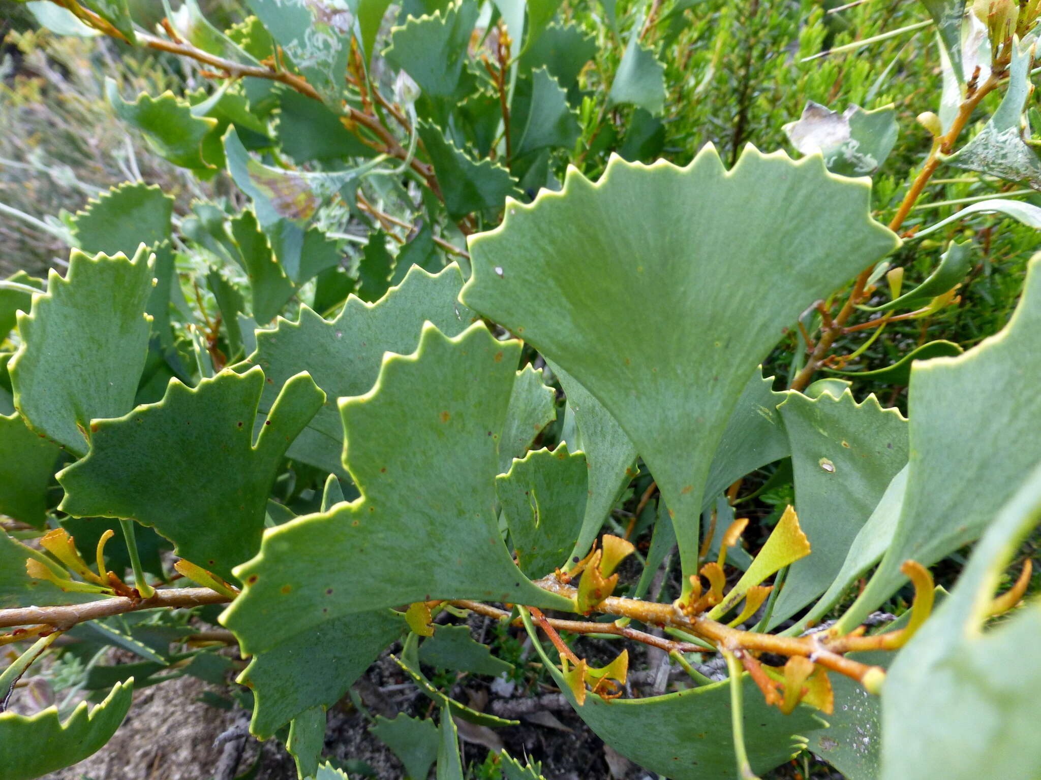 Image de Hakea flabellifolia Meissn.