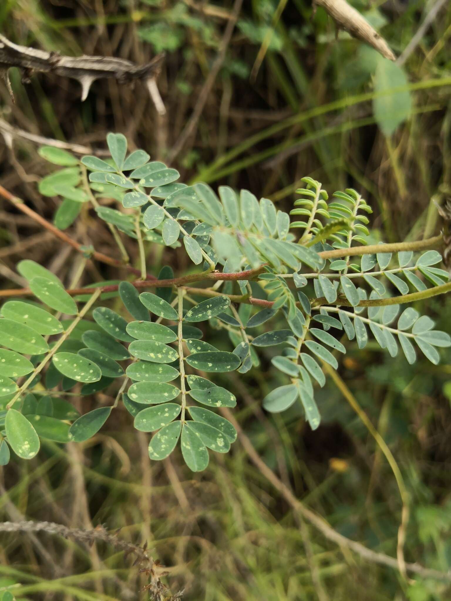 Dalea coerulea (L. fil.) Schinz & Thell.的圖片