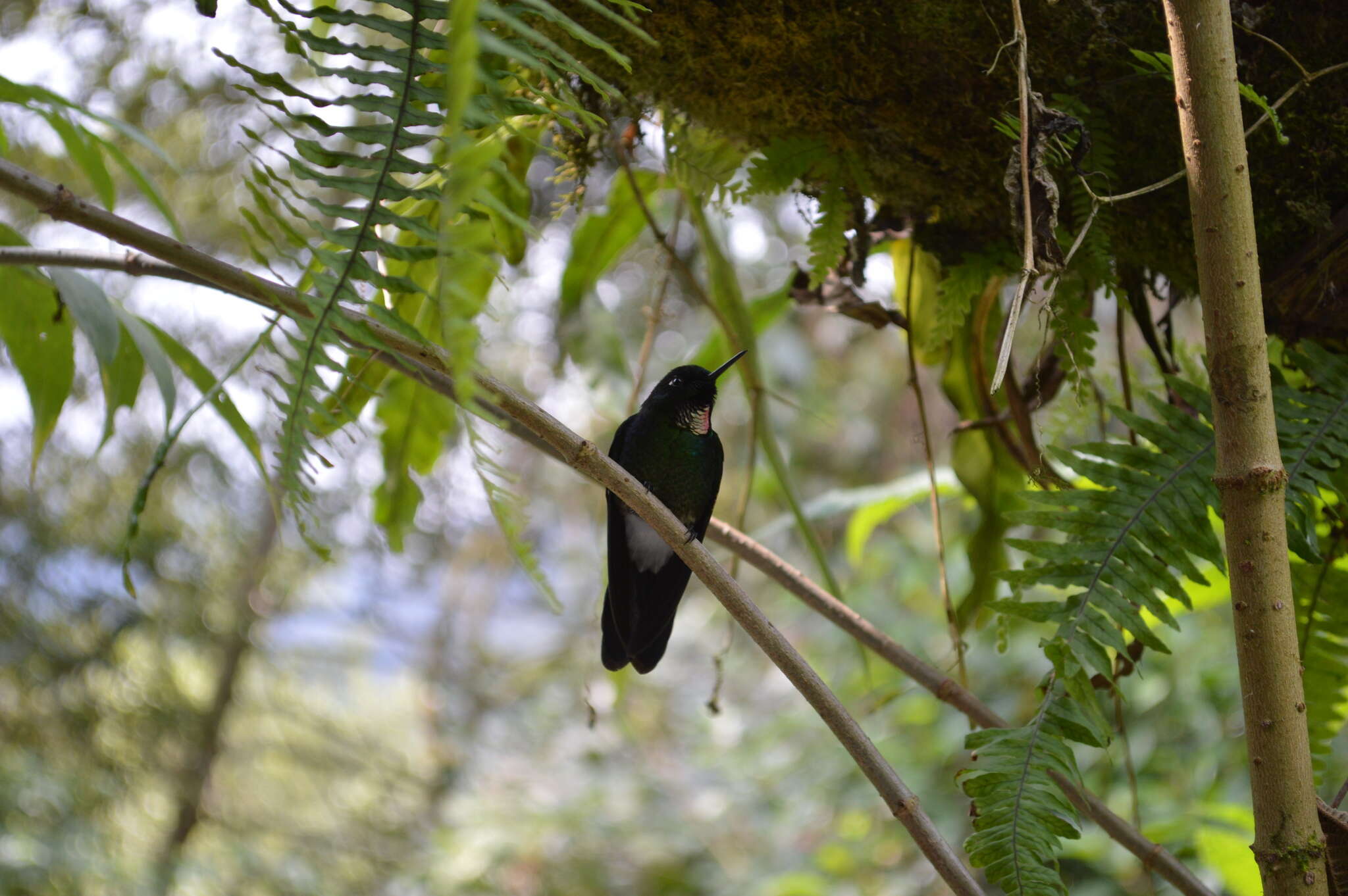 Image of Tourmaline Sunangel