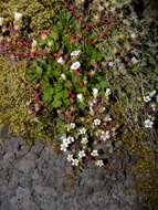 Image of Saxifraga maderensis D. Don