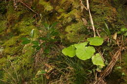 Image of Pericallis malvifolia (L'Hér.) B. Nord.