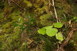 Plancia ëd Pericallis malvifolia (L'Hér.) B. Nord.