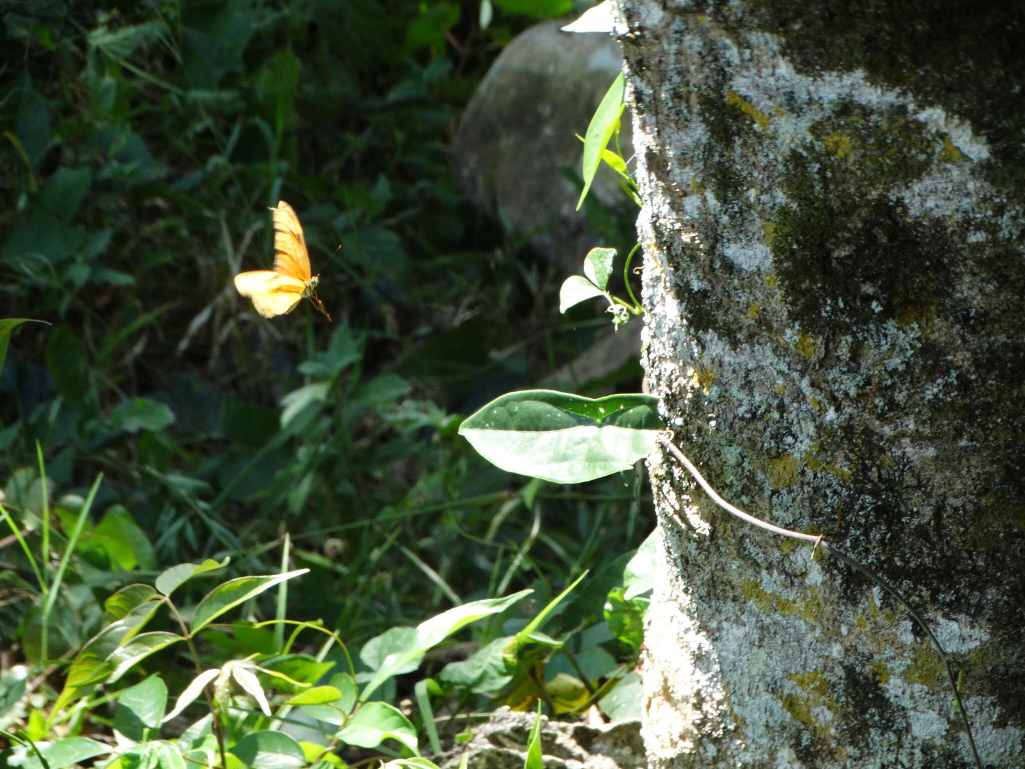 Image of Dryas iulia moderata Stichel 1907