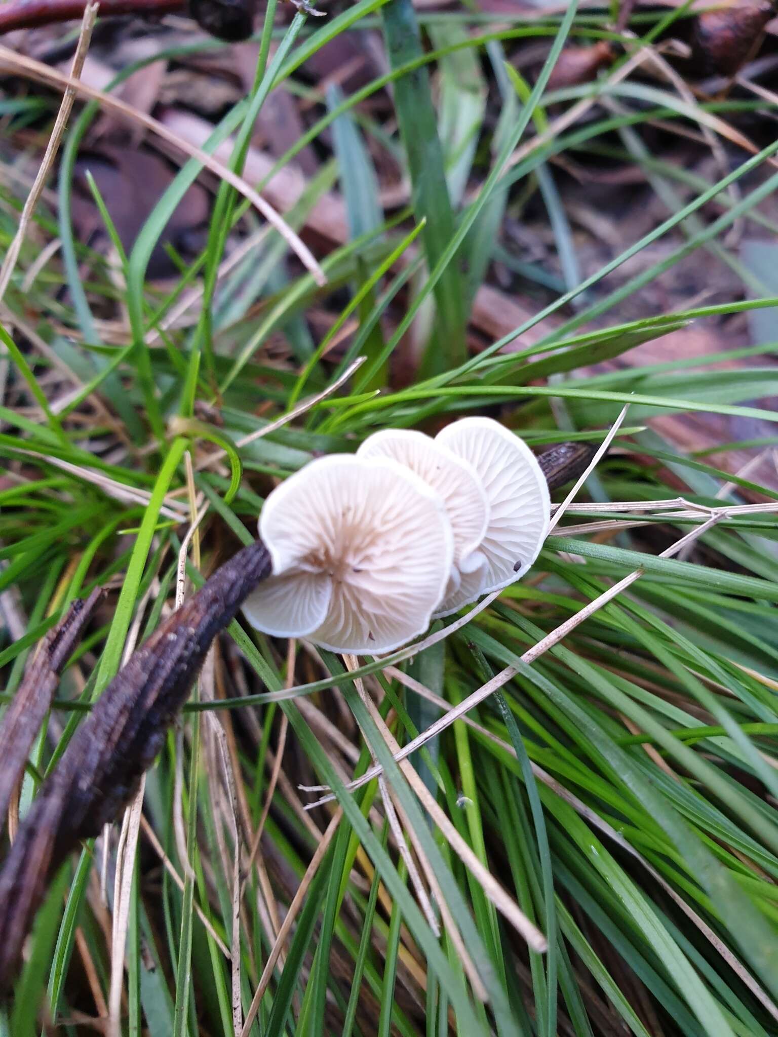 Слика од Crepidotus variabilis (Pers.) P. Kumm. 1871