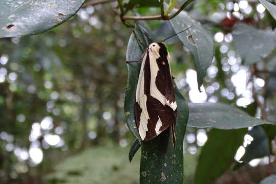 Image of Paraspilarctia Koda 1988