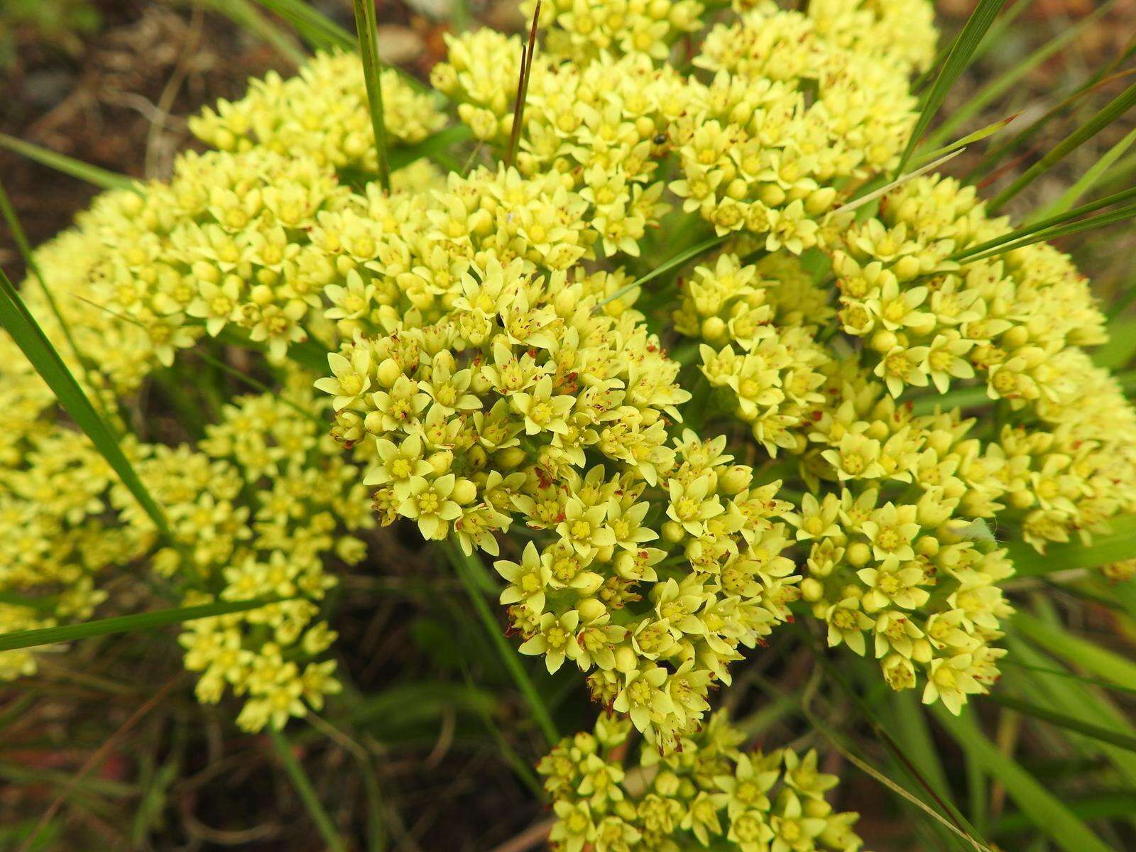 Crassula vaginata subsp. vaginata resmi