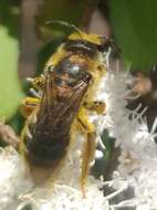 Image of Halictus frontalis Smith 1853