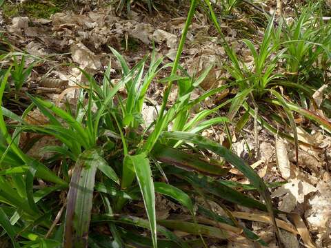 Imagem de Luzula pilosa (L.) Willd.