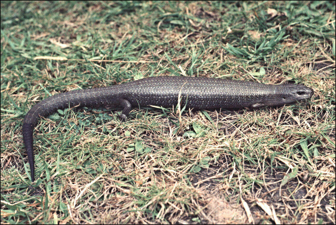 Image of She-oak Skink