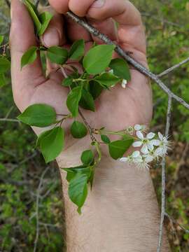 Image of Mahaleb cherry