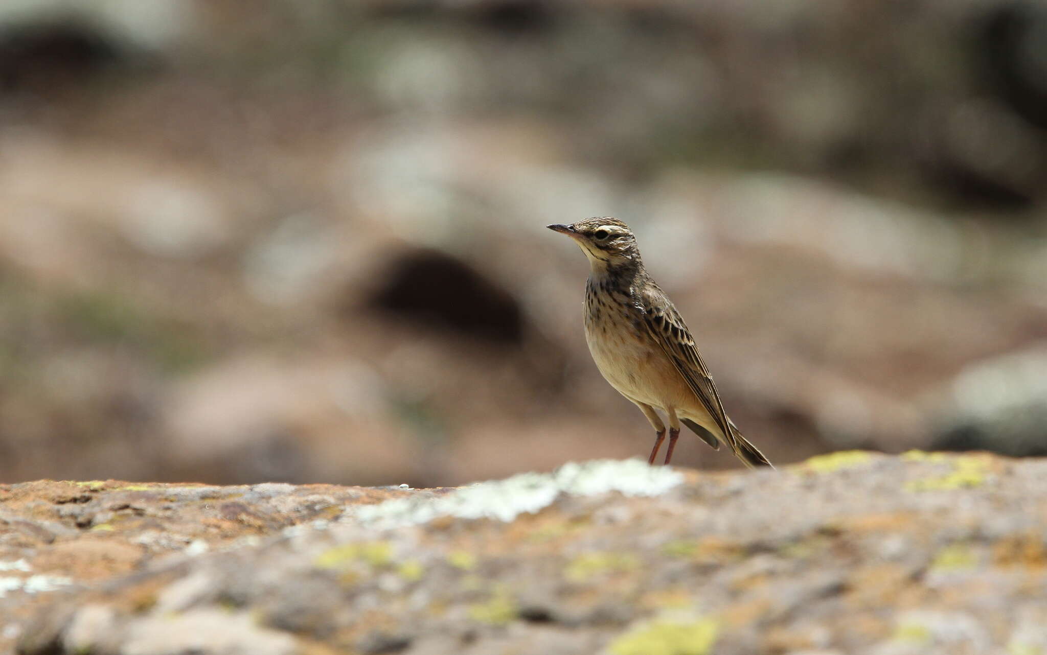 Image of Mountain Pipit