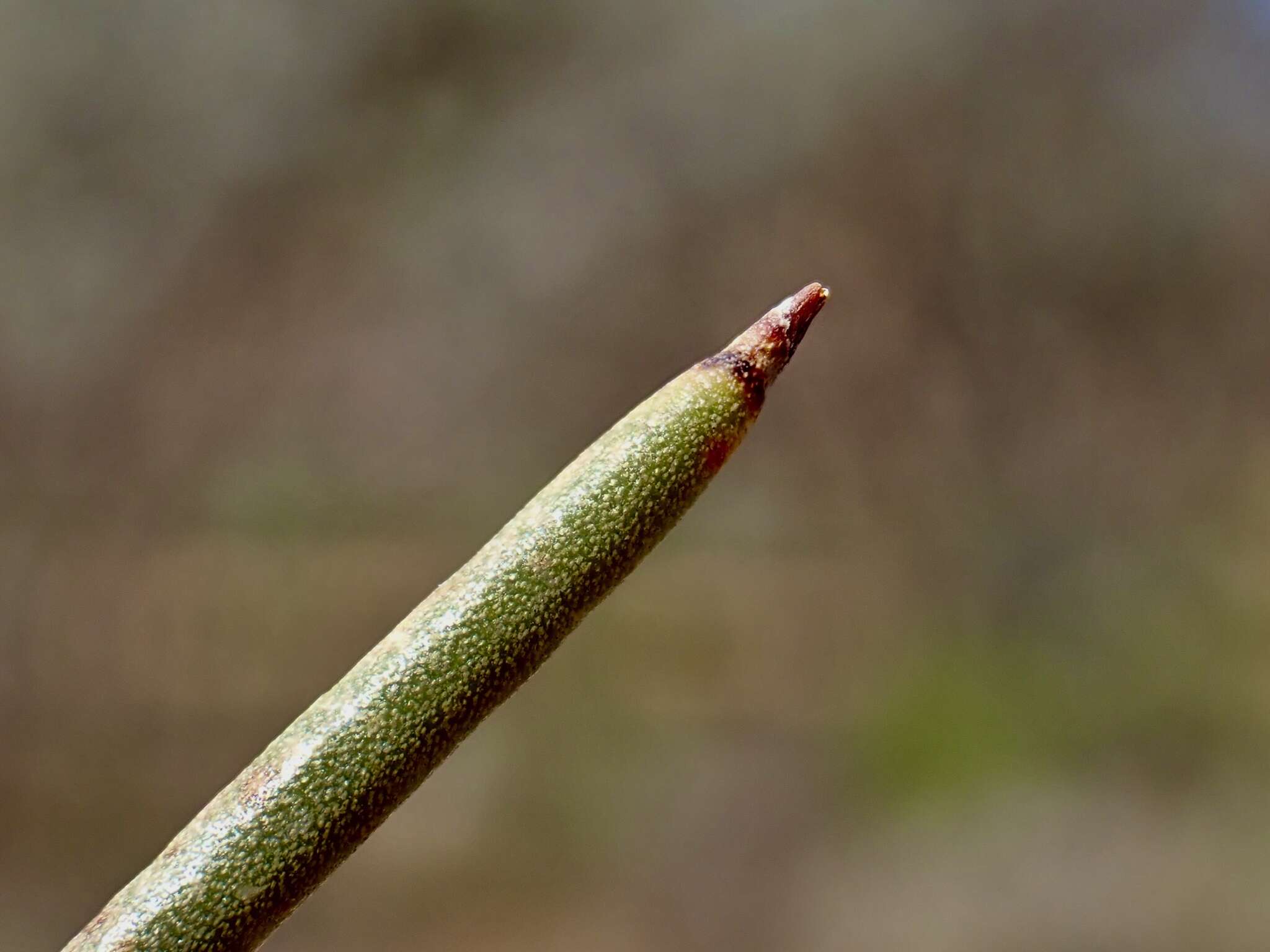 Image of Hakea leucoptera subsp. leucoptera