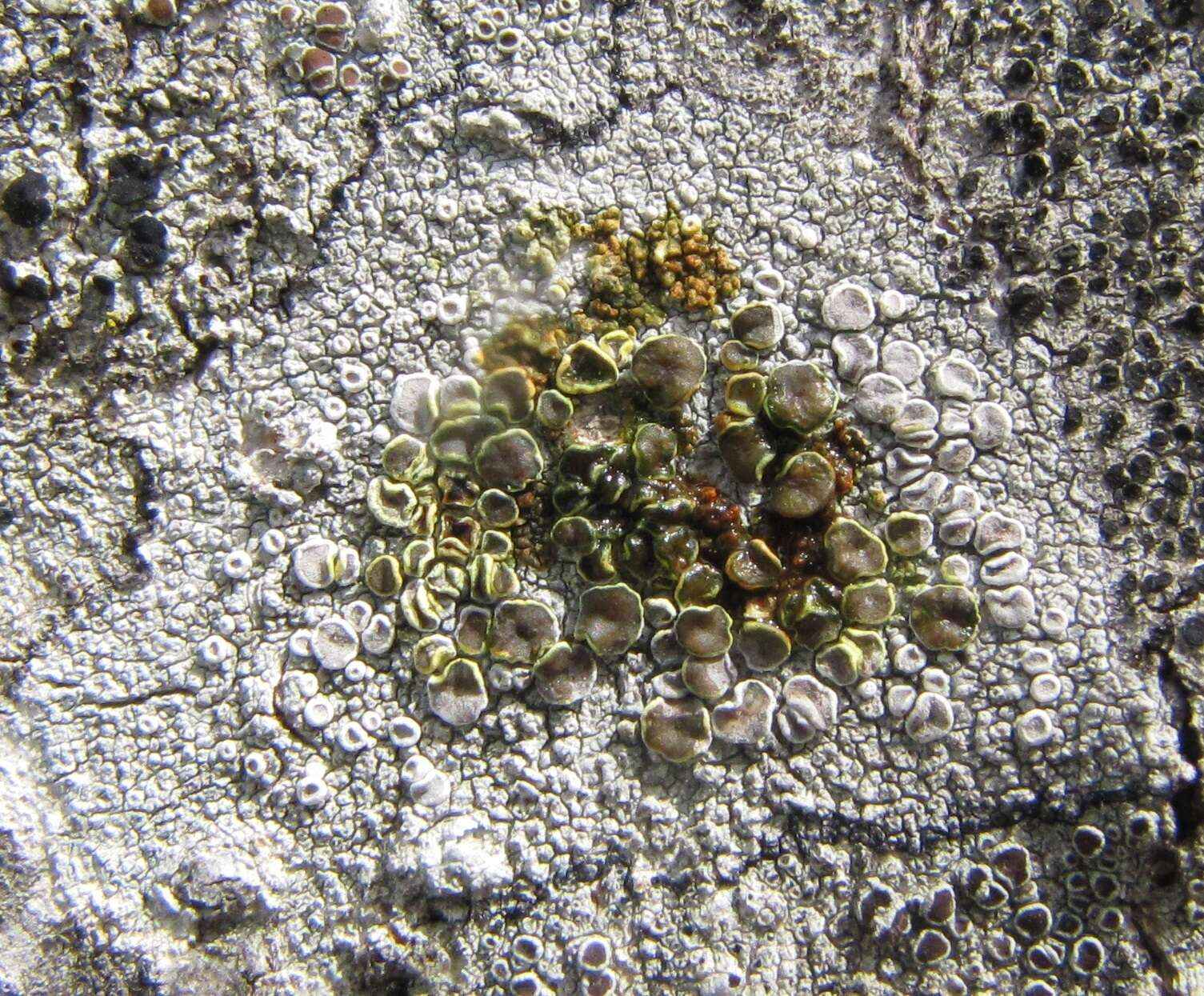 Image of Lecanora subpallens