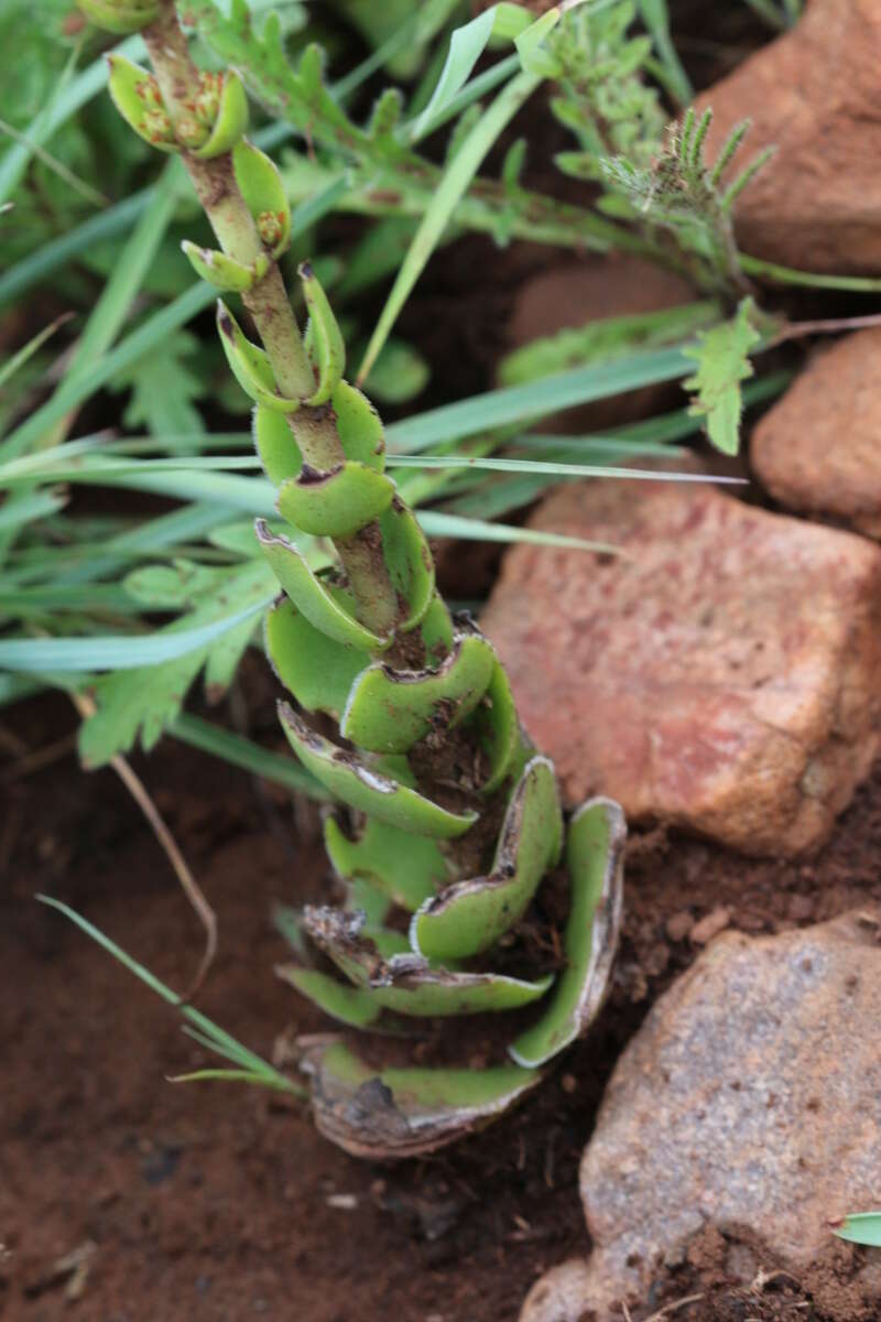 Image of Crassula capitella subsp. nodulosa (Schönl.) Tölken