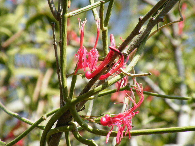 Image de Plicosepalus kalachariensis (Schinz) Danser