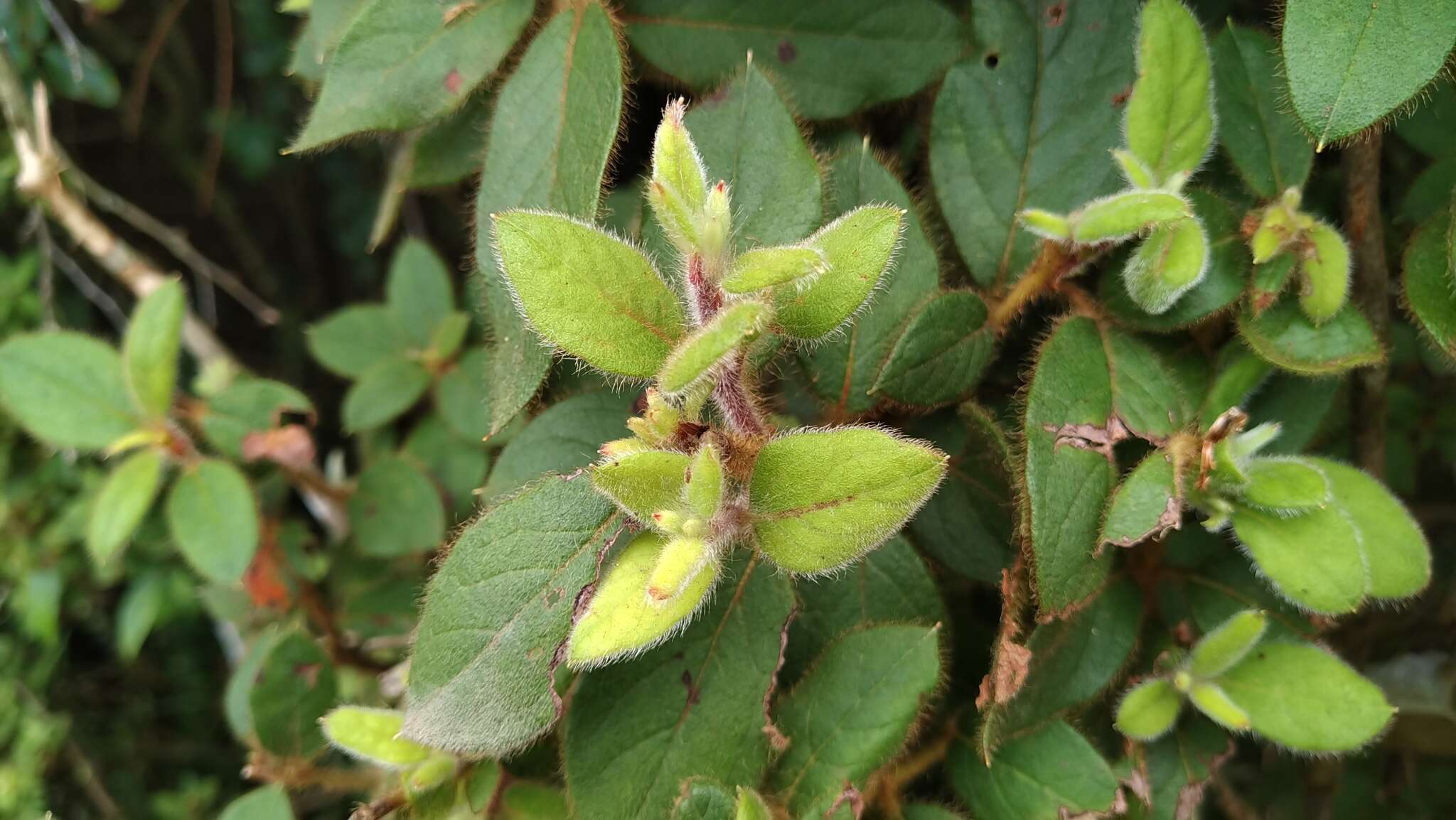 Слика од Rhododendron oldhamii Maxim.