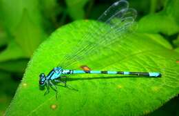 Image of Arctic Bluet