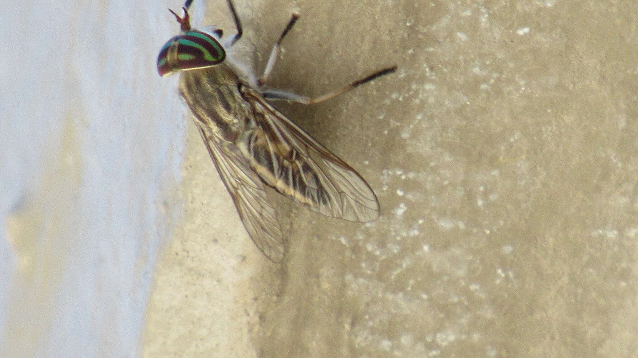 Imagem de Tabanus subsimilis Bellardi 1859