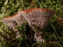 Image of Hydnellum peckii Banker 1912