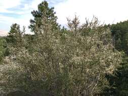 Image of alderleaf mountain mahogany