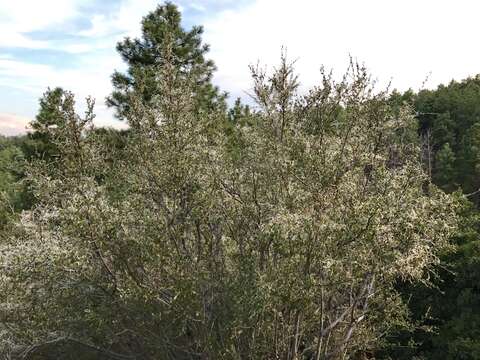 Image of alderleaf mountain mahogany