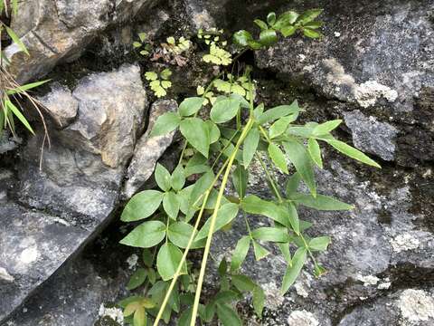 Imagem de Angelica tarokoensis Hayata