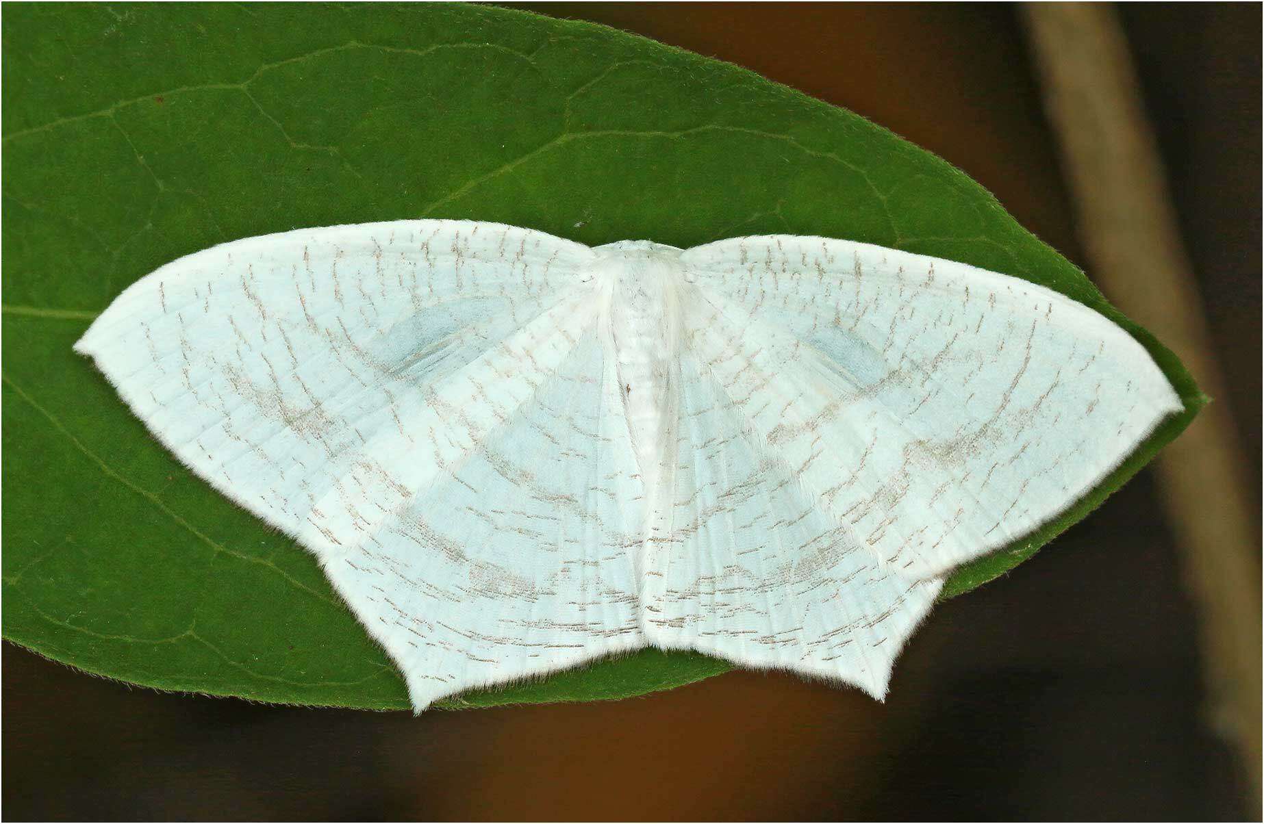 Image of Acropteris illiturata Warren