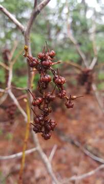 Image of redtwig doghobble